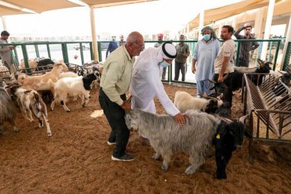 سوق دبي للمواشي.. إقبال كبير لشراء أضاحي 2025